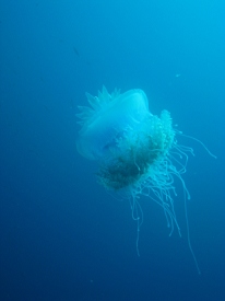 Diving in Fiji